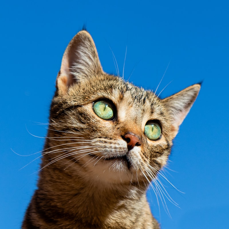 Comment créer un coin cosy pour votre chat à la maison