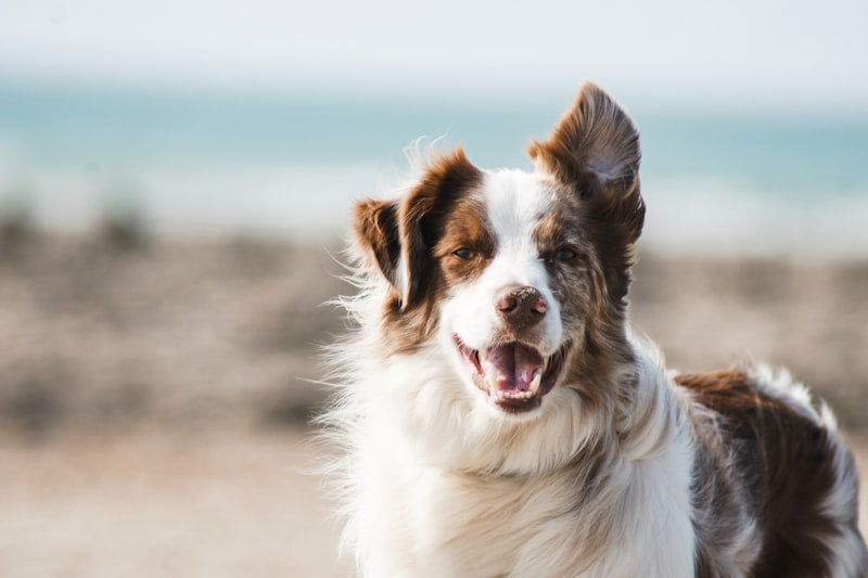 5 astuces pour choisir la laisse parfaite pour votre chien