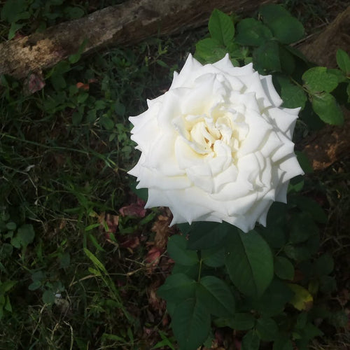 Cachette décorative pour reptile